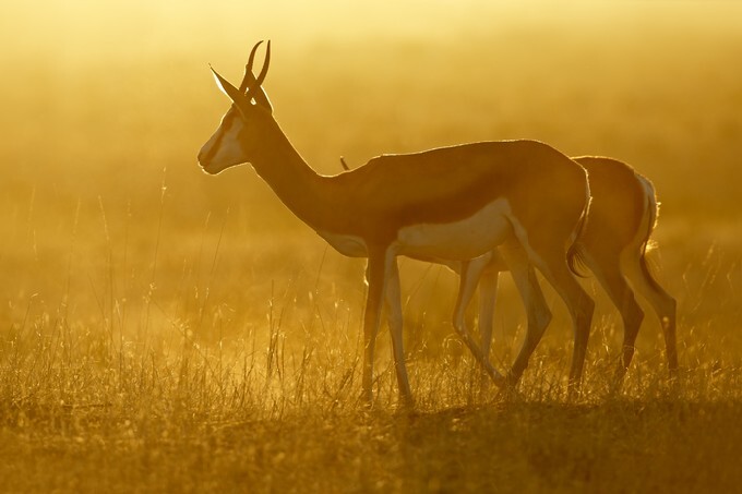 Springbok antelope (Antidorcas marsupialis) in dust at sunrise, Kalahari desert, South Africa2